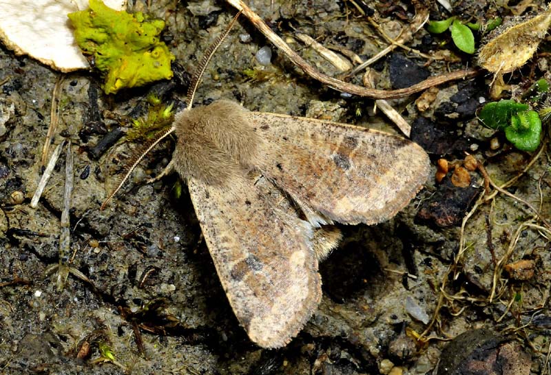 Orthosia puntuale - O. cruda